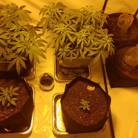 Critical cheese auto  growlog timeline photo