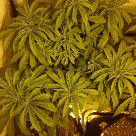 Critical cheese auto  growlog timeline photo