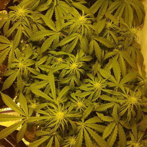 Critical cheese auto  growlog timeline photo