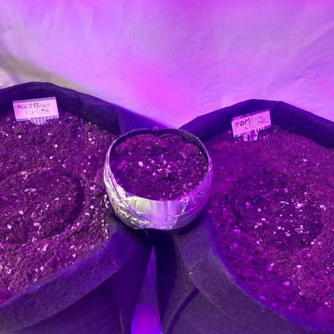 3 Northan lights  growlog photo