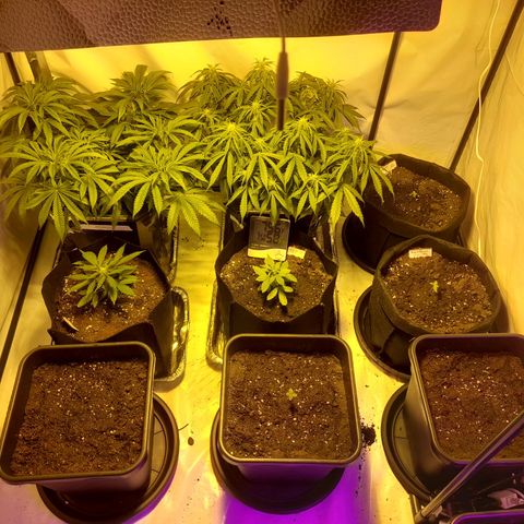 3 Northan lights  growlog photo