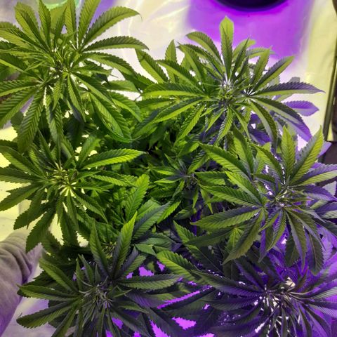 Critical cheese auto  growlog timeline photo