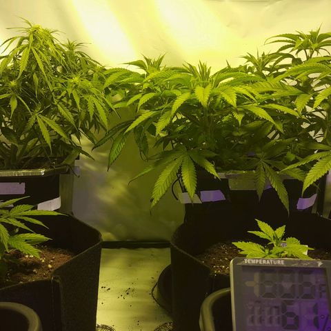 Critical cheese auto  growlog timeline photo