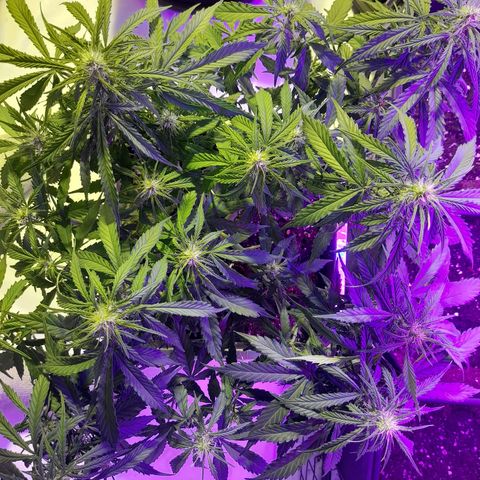 Critical cheese auto  growlog timeline photo