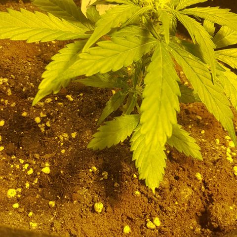 Lemon Amnesia growlog timeline photo