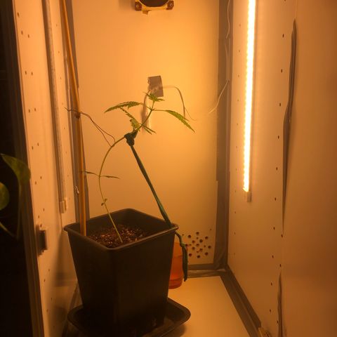 LSD-25 growlog timeline photo