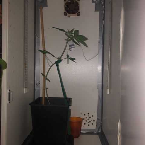 LSD-25 growlog timeline photo