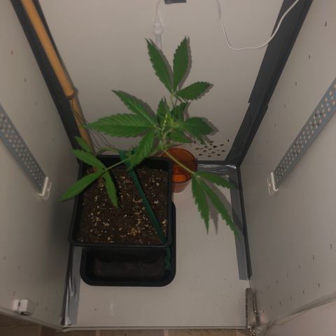 LSD-25 growlog timeline photo