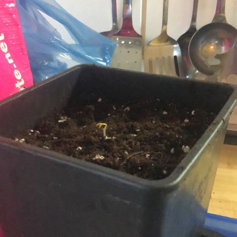 LSD-25 growlog timeline photo
