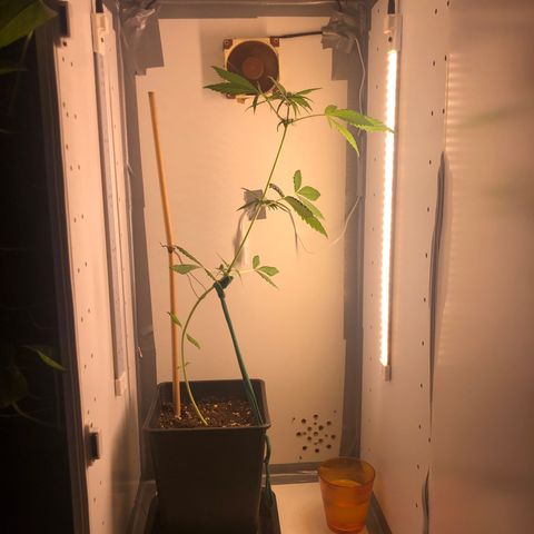 LSD-25 growlog timeline photo