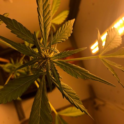 LSD-25 growlog timeline photo
