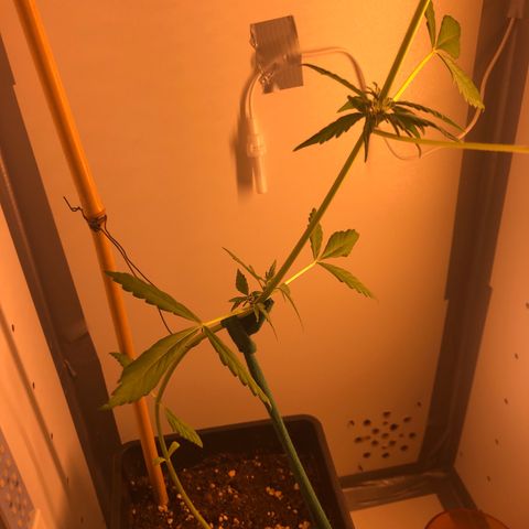 LSD-25 growlog timeline photo