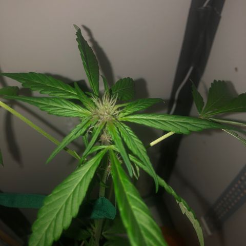 LSD-25 growlog timeline photo