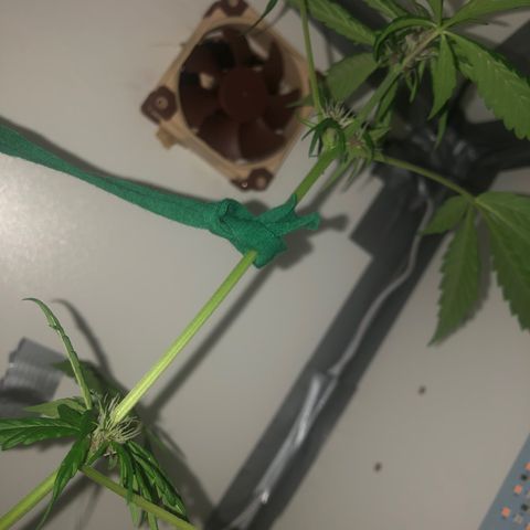 LSD-25 growlog timeline photo