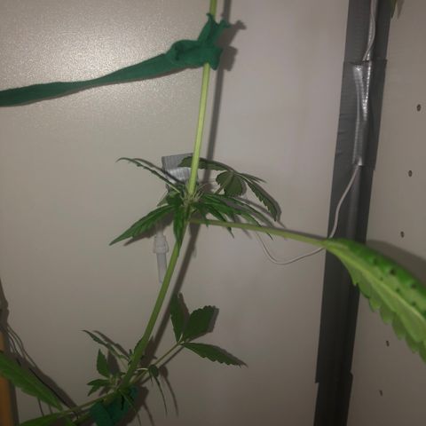 LSD-25 growlog timeline photo