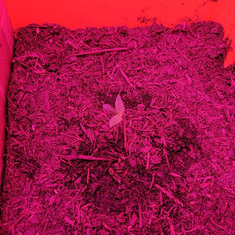 Anna growlog timeline photo
