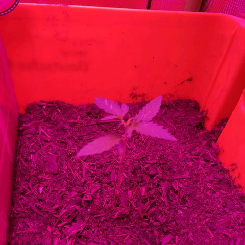 Anna growlog timeline photo