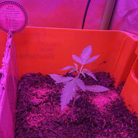 Anna growlog timeline photo