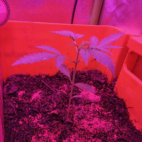 Anna growlog timeline photo