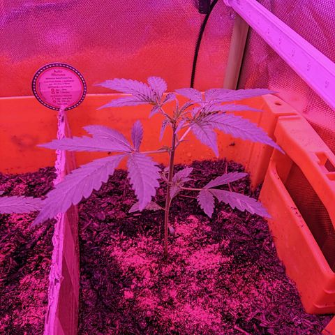 Anna growlog timeline photo