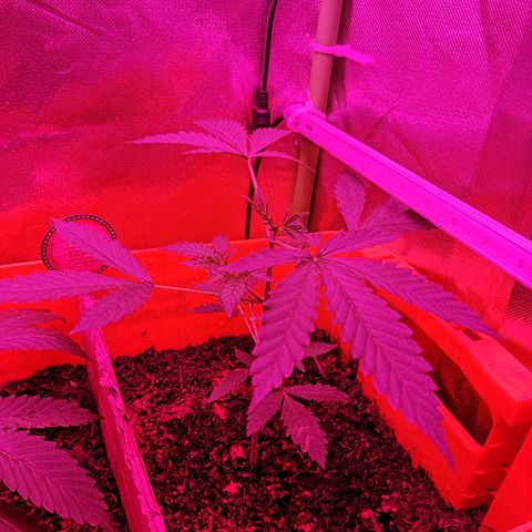 Anna growlog timeline photo