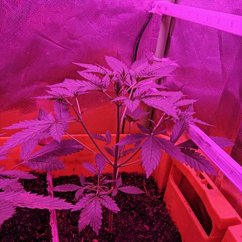 Anna growlog timeline photo