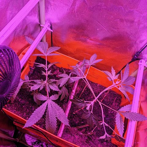 Anna growlog timeline photo
