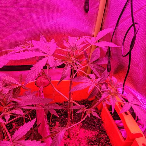 Anna growlog timeline photo