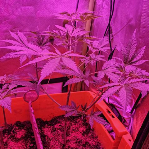 Anna growlog timeline photo