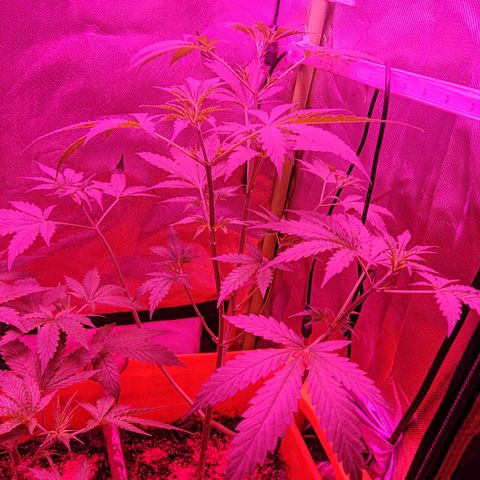 Anna growlog timeline photo