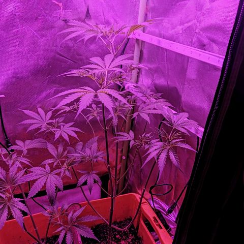 Anna growlog timeline photo