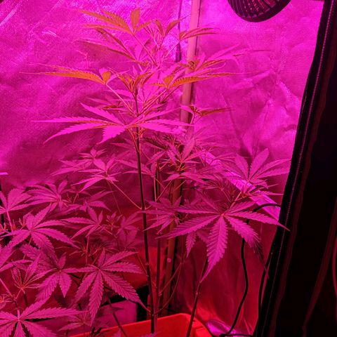 Anna growlog timeline photo