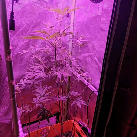 Anna growlog timeline photo