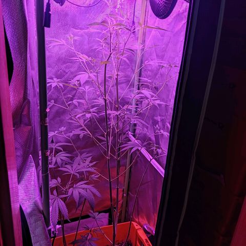 Anna growlog timeline photo