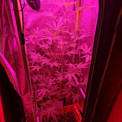 Anna growlog timeline photo