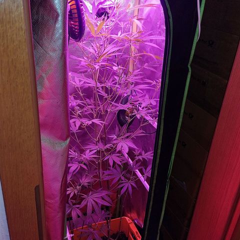 Anna growlog timeline photo