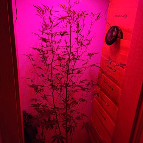 Anna growlog timeline photo