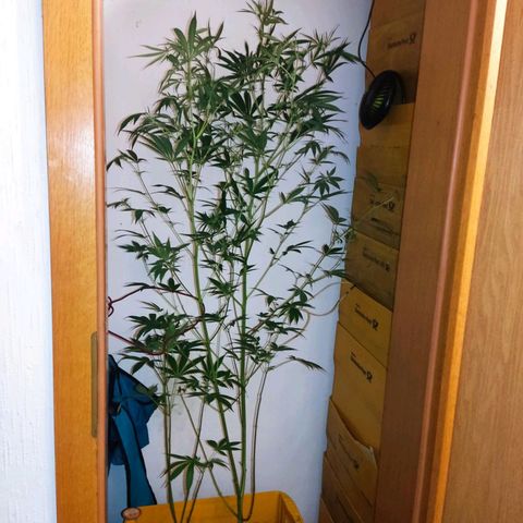 Anna growlog timeline photo