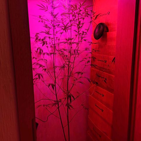 Anna growlog timeline photo