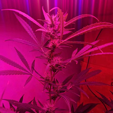 Anna growlog timeline photo
