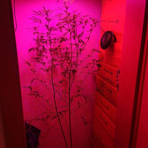 Anna growlog timeline photo
