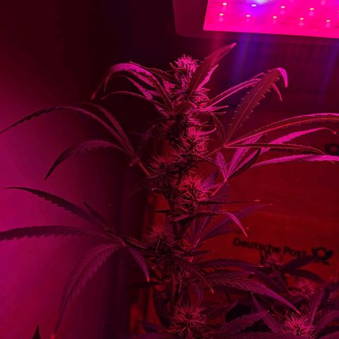 Anna growlog timeline photo