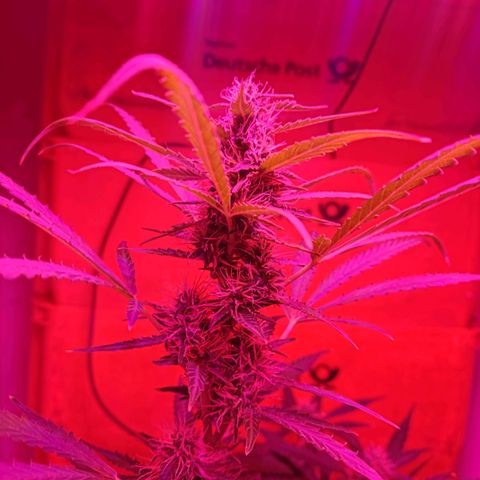 Anna growlog timeline photo