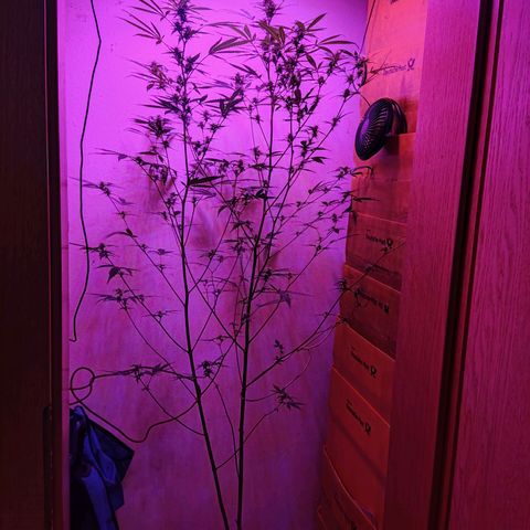 Anna growlog timeline photo