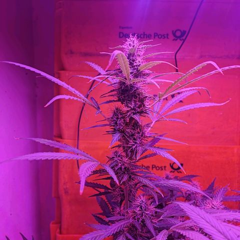 Anna growlog timeline photo