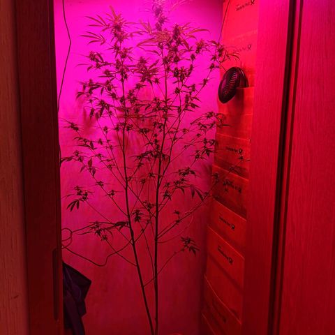 Anna growlog timeline photo