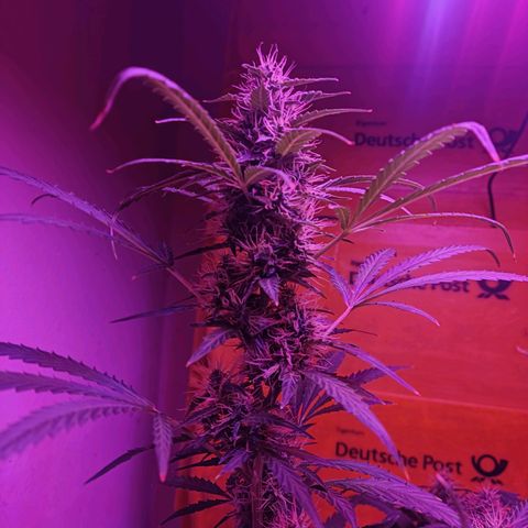 Anna growlog timeline photo