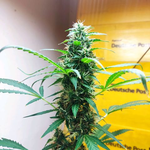 Anna growlog timeline photo