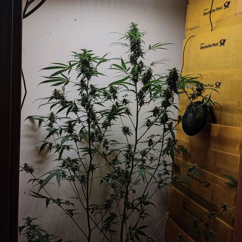 Anna growlog timeline photo