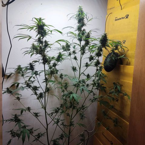 Anna growlog timeline photo